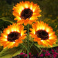 ⏳Hot Sale🌻50K+ SOLD! 🎁✨Sunflower Solar Garden Stake Led Lights