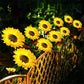 ⏳Hot Sale🌻50K+ SOLD! 🎁✨Sunflower Solar Garden Stake Led Lights