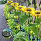 ⏳Hot Sale🌻50K+ SOLD! 🎁✨Sunflower Solar Garden Stake Led Lights