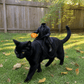 🎃 Headless Horseman Pet Costume — Hilarious Halloween Rider for Cats & Dogs 🐎