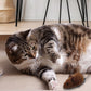 🔥Last Day Sale! -Buy 2 and get 1 free🐭Mouse toy for Cats and Dogs🐁