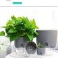 Self Watering Plant Pot