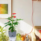 Self Watering Plant Pot
