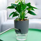 Self Watering Plant Pot
